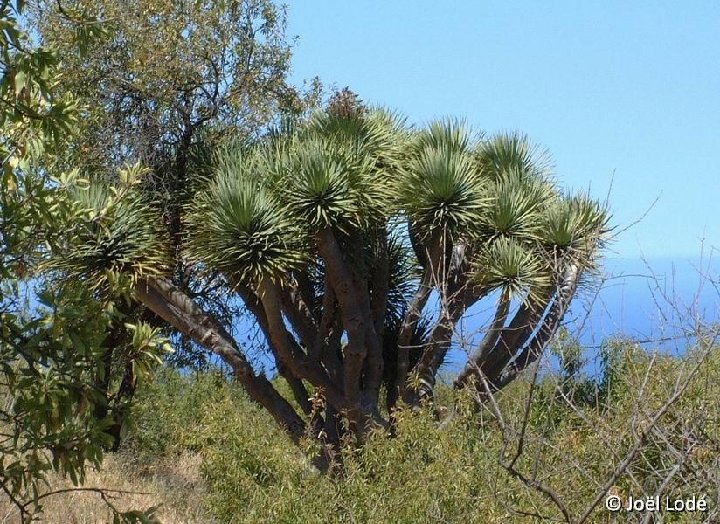 Dracaena draco Las Tricias, La Palma ©JL